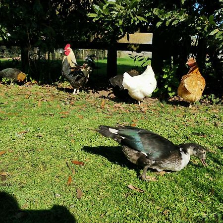 Farm Stay Right On Te Awa River Bike Trail Tamahere Exterior foto